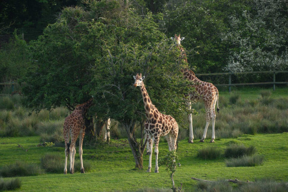 Фотоаппарат беззеркальный Fujifilm X-T50 Kit XF 15-45mm f/2.8-4.8 Black