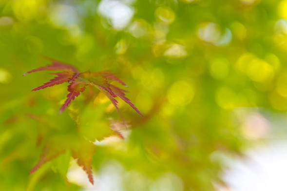 Объектив Sigma AF 17-50mm f/2.8 EX DC OS HSM Canon EF-S