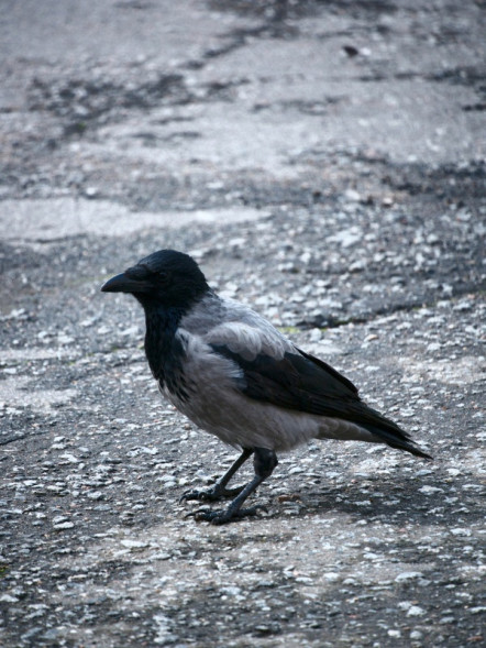 Объектив Panasonic 45-150mm f/4-5.6 O.I.S. Mega Lumix G Vario (H-FS45150)