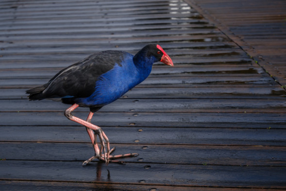 Фотоаппарат беззеркальный Fujifilm X-T50 Kit XF 15-45mm f/2.8-4.8 Silver
