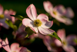 Объектив Tamron 28-75mm f/2.8 Di III RXD (A036) Sony E в Москве