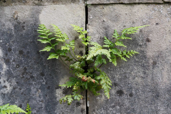 Фотоаппарат беззеркальный Fujifilm X-T50 Kit XF 16-50mm f/2.8-4.8 Grey