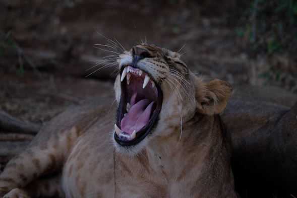 Объектив Fujinon XF 50-140 f/2.8 R LM OIS WR