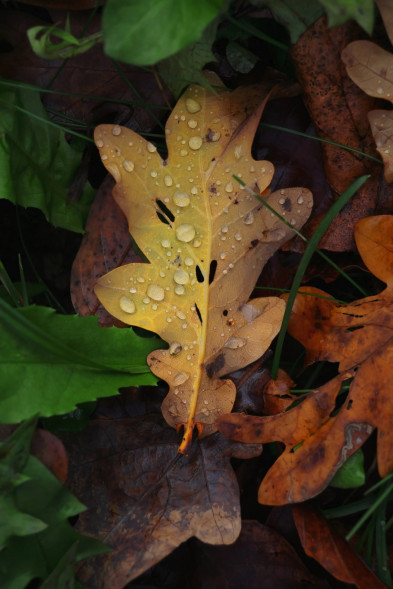 Объектив Canon RF-S 55-210mm F5-7.1 IS STM