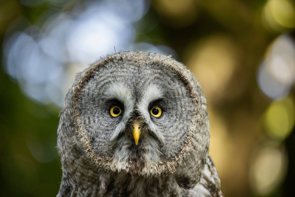 Объектив Canon RF 200-800mm f/6.3-9 IS USM