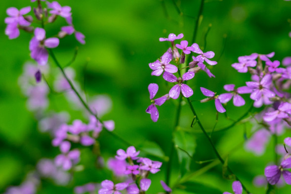 Объектив Sony FE 70-300mm f/4.5-5.6G OSS (SEL70300G)