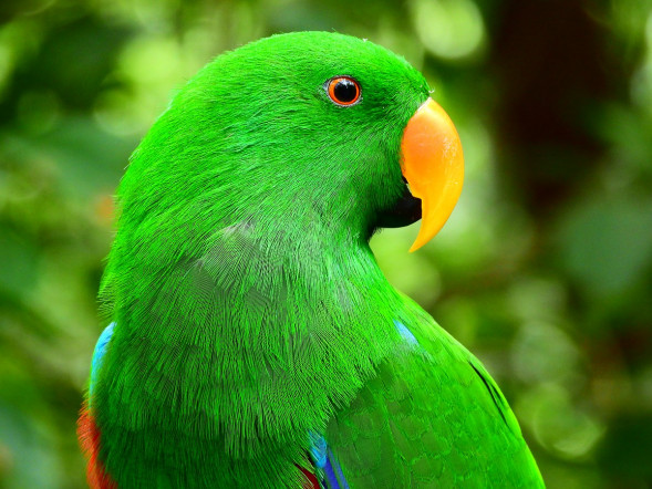 Фотоаппарат цифровой Nikon Coolpix P1000 - аксессуары 