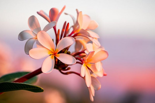 Объектив Fujinon XF 90mm f/2 R LM WR