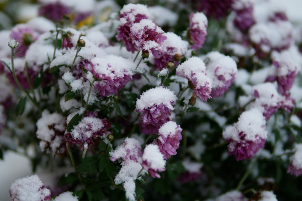 Объектив Sigma 30mm f/1.4 DC DN Contemporary Canon EF-M