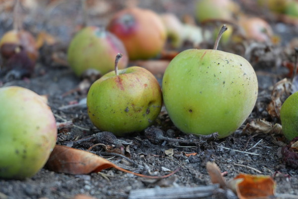 Камера для блогинга Sony ZV-E10 II Kit 16-50 черный