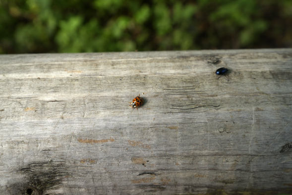 Объектив Tamron 17-35mm f/2.8-4 Di OSD (A037) Canon EF