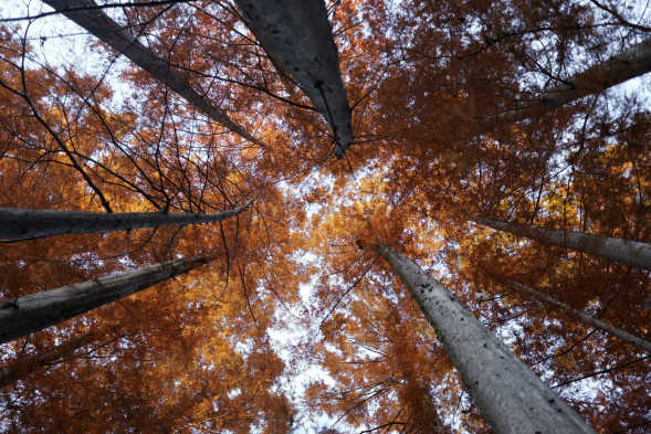 Объектив Panasonic Lumix S 24mm f/1.8