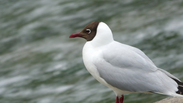 Видеокамера Panasonic HC-X1500