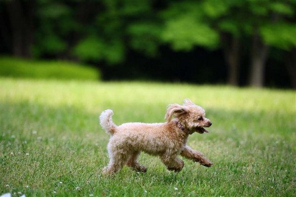 Объектив Sigma 50-100mm f/1.8 DC HSM Art Nikon F