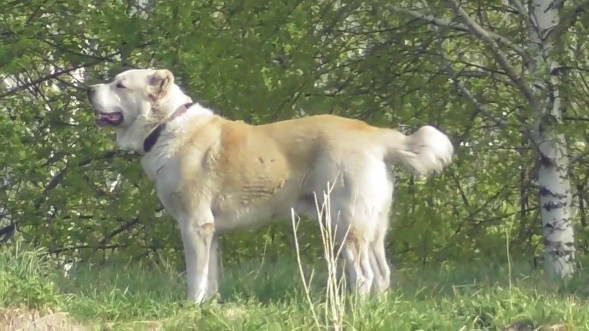 Видеокамера Panasonic HC-V380