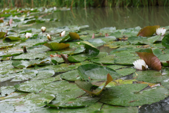 Объектив Canon RF 28-70mm F2.8 IS STM