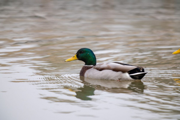 Объектив Canon RF 70-200mm F2.8L IS USM Z Black