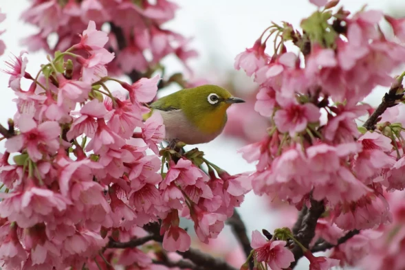 Объектив Canon RF 75-300mm f/4-5.6