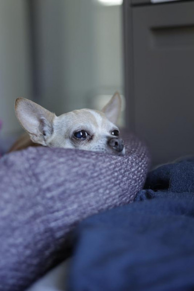 Фотоаппарат беззеркальный Canon EOS R6 Kit RF 24-105mm F4L IS USM