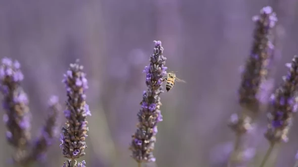 Объектив Canon RF 70-200mm F2.8L IS USM Z White