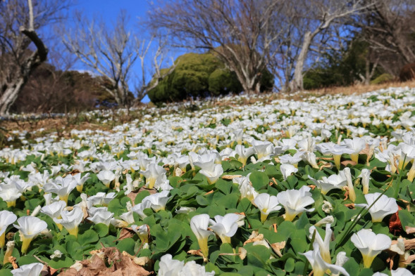 Фотоаппарат беззеркальный Canon EOS R7 Kit RF-S 18-45mm F4.5-6.3 IS STM