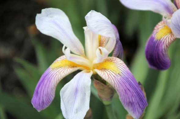 Объектив Tamron 18-200mm f/3.5-6.3 Di II VC Canon EF