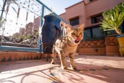 Объектив Tamron 17-28mm f/2.8 Di III RXD (A046) Sony E в Москве