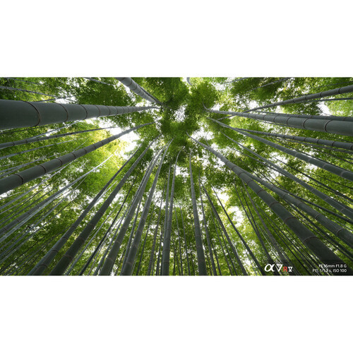 Объектив Sony FE 16mm f/1.8 G