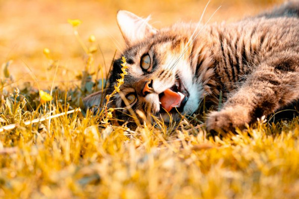 Объектив Sony FE 85mm f/1.8 (SEL85F18)