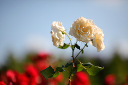 Объектив Sigma 105mm f/1.4 DG HSM Art Nikon F в Москве