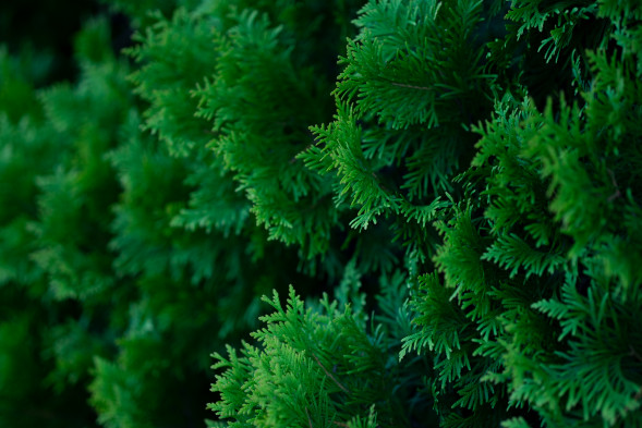 Объектив Sigma 56mm f/1.4 DC DN Contemporary Fujifilm X