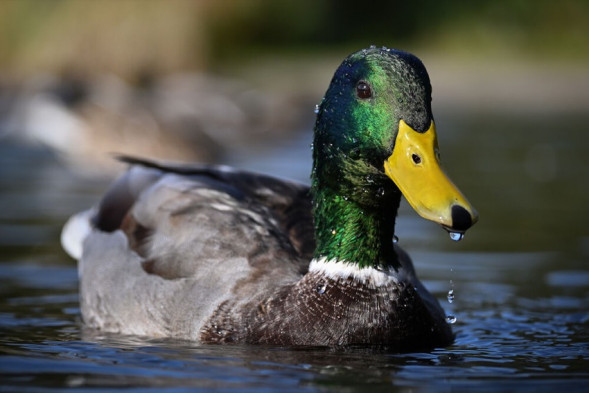 Фотоаппарат беззеркальный Nikon Z50 II Kit 16-50mm f/3.5-6.3