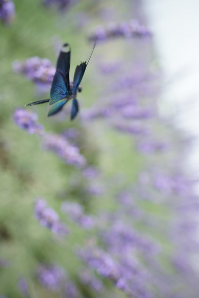 Объектив Sony Carl Zeiss Distagon T* 24mm f/2.0 ZA SSM (SAL-24F20Z)