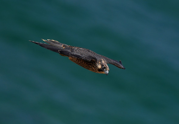 Объектив Sony FE 200–600mm f/5.6–6.3G OSS (SEL-200600G)