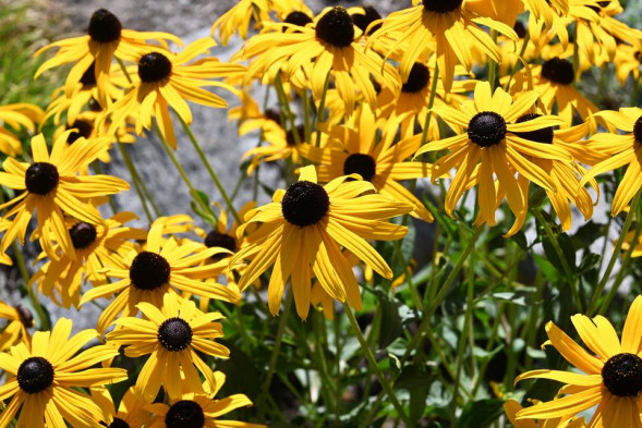 Фотоаппарат беззеркальный Nikon Z fc Kit 16-50mm f/3.5-6.3 VR Silver