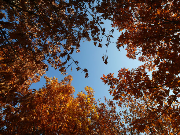 Объектив Panasonic Vario-Elmarit 8-18mm f/2.8-4.0 Asph (H-E08018E)