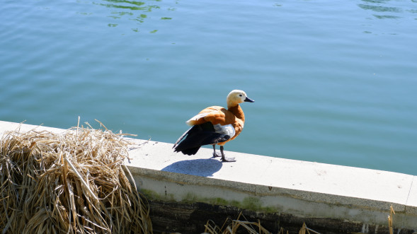 Фотоаппарат беззеркальный Fujifilm X-T200 Kit 15-45mm - часто задаваемые вопросы 