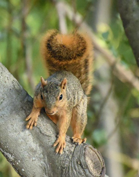 Фотоаппарат беззеркальный Nikon Z 5 Kit Nikkor Z 24-70mm f/4S