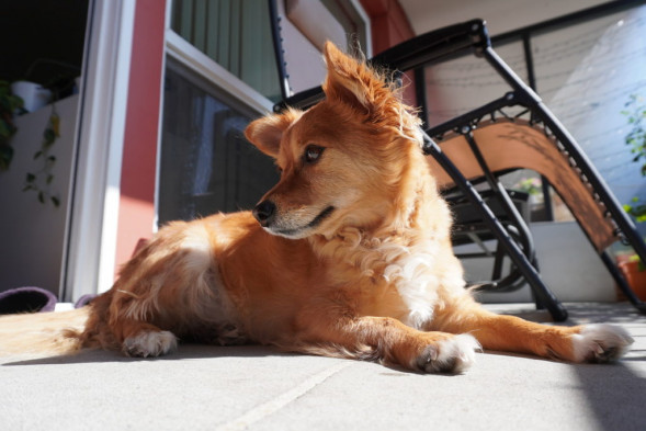 Камера для блогинга Sony ZV-E10 Kit 16-50mm, черный