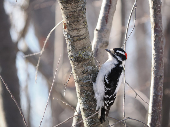 Фотоаппарат беззеркальный OM System OM-1 Body