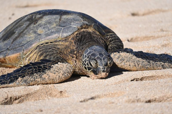 Фотоаппарат беззеркальный Nikon Z fc Kit Nikkor Z DX 16-50mm f/3.5-6.3 VR Black