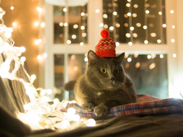 Объектив Panasonic Leica DG Summilux 25mm f/1.4 II