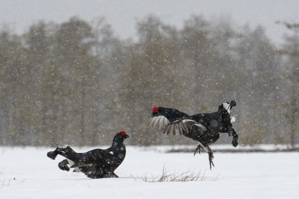 Фотоаппарат зеркальный Nikon D500 Kit 16-80mm f/2.8-4E ED VR