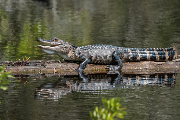 Объектив Fujifilm XF 100-400mm f/4.5-5.6 R LM OIS WR