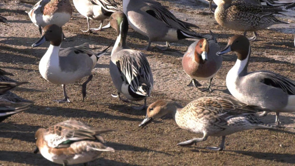 Видеокамера Panasonic HC-MDH3E