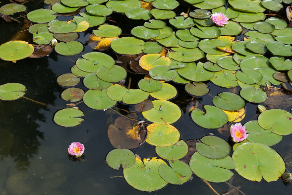 Фотоаппарат беззеркальный Panasonic Lumix DC-S5 Kit 20-60mm f/3.5-5.6