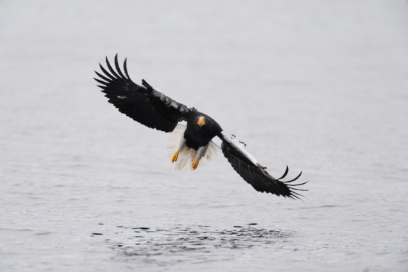 Фотоаппарат беззеркальный Sony Alpha A1 Body