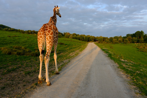 Фотоаппарат беззеркальный Fujifilm X-T50 Body Silver