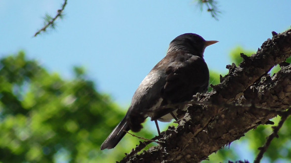 Видеокамера Panasonic HC-V260