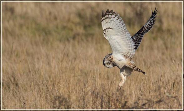 Объектив Sigma AF 150-600mm f/5.0-6.3 DG OS HSM Contemporary Nikon F